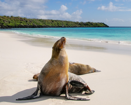 Sea-Lions-at-Galapagos